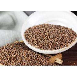 China Brown Colorperilla Seed Natural Agricultural Products From Heilongjiang for sale
