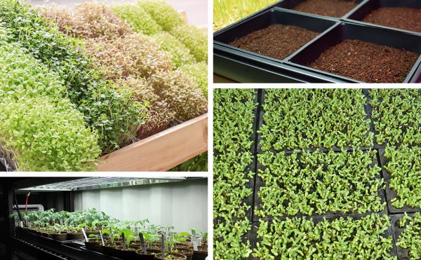 handy pantry plastic grow trays growing microgreens, sprouts, and seed starts