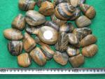 Polished Pebble Stones with Grain, Cobble Stones, River Stones,Cobble River