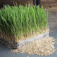 Rye grass and rye seeds growing outside of plastic growing trays