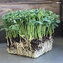 rye microgreens growing without plastic growing tray